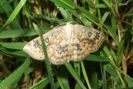 Attēlu rezultāti vaicājumam “Cyclophora annularia”