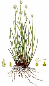 Attēlu rezultāti vaicājumam “Rhynchospora alba leaf”