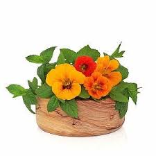 Attēlu rezultāti vaicājumam “Tropaeolum majus”