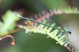 Risultati immagini per dasia smaragdina