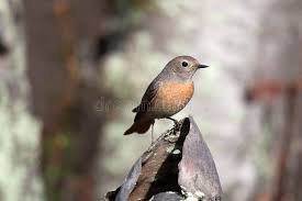 Attēlu rezultāti vaicājumam “Phoenicurus phoenicurus female”