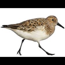 Attēlu rezultāti vaicājumam “Calidris”
