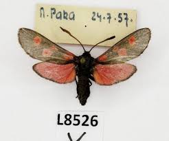 Attēlu rezultāti vaicājumam “Zygaena viciae”