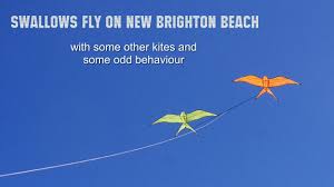Image result for Brighton Kite Fliers