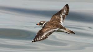 Attēlu rezultāti vaicājumam “Charadrius hiaticula”