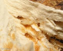 Attēlu rezultāti vaicājumam “Dacne bipustulata”