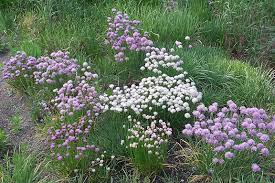 Image result for Allium schoenoprasum