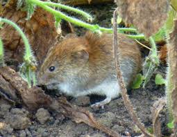 Attēlu rezultāti vaicājumam “Cricetidae”