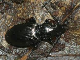 Attēlu rezultāti vaicājumam “Pterostichus oblongopunctatus”