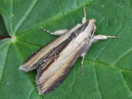 Attēlu rezultāti vaicājumam “Shargacucullia scrophulariae”