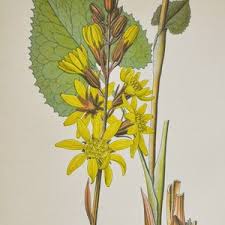 Attēlu rezultāti vaicājumam “Ligularia sibirica flower”