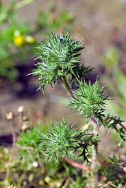 Attēlu rezultāti vaicājumam “Weissia squarrosa”