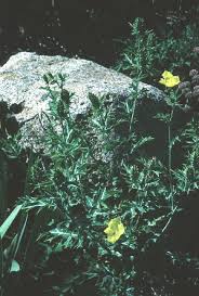 Attēlu rezultāti vaicājumam “Papaver argemone leaf”