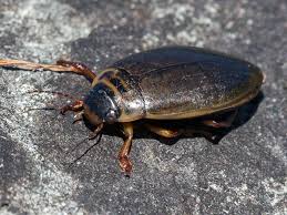 Attēlu rezultāti vaicājumam “Colymbetes striatus”