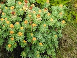 Attēlu rezultāti vaicājumam “Rhodiola rosea flower”