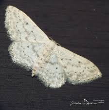 Attēlu rezultāti vaicājumam “Idaea seriata”