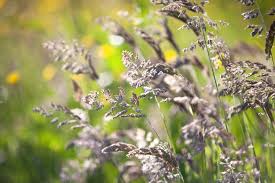 Attēlu rezultāti vaicājumam “Poa pratensis flower”