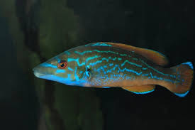 Image result for Labrus mixtus