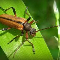 Attēlu rezultāti vaicājumam “Cortodera femorata”