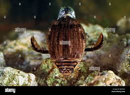 Attēlu rezultāti vaicājumam “Acilius sulcatus”