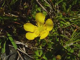 Attēlu rezultāti vaicājumam “Ranunculus repens leaf”