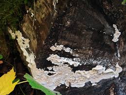 Attēlu rezultāti vaicājumam “Postia undosa”