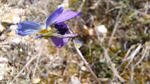 Attēlu rezultāti vaicājumam “Viola tricolor subsp. matutina flower”