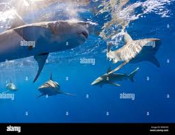Image result for Carcharhinus galapagensis