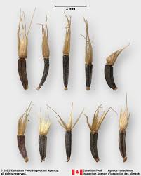 Image result for Ageratum conyzoides