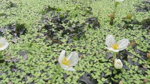 「水蘊草」的圖片搜尋結果