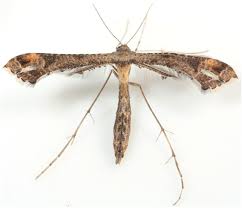 Attēlu rezultāti vaicājumam “Platyptilia tesseradactyla”