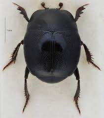 Attēlu rezultāti vaicājumam “Hypocaccus rugiceps”