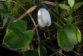 Attēlu rezultāti vaicājumam “Calla palustris flower”