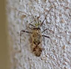 Attēlu rezultāti vaicājumam “Phytocoris longipennis”