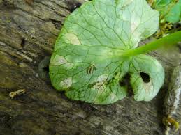 Attēlu rezultāti vaicājumam “Uromyces dactylidis”