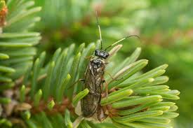 Attēlu rezultāti vaicājumam “Pamphiliidae”