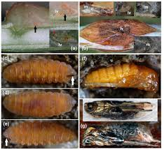 Attēlu rezultāti vaicājumam “Lasioptera rubi”