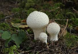 Attēlu rezultāti vaicājumam “Lycoperdon perlatum”