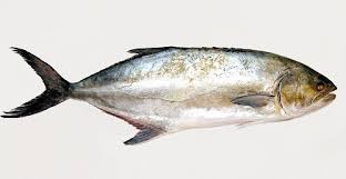 Image result for Lichia amia