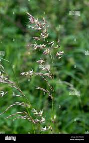 Attēlu rezultāti vaicājumam “Arrhenatherum elatius”