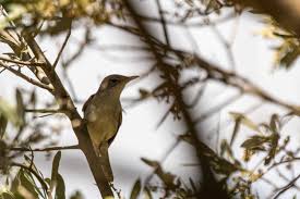 Image result for Hippolais olivetorum