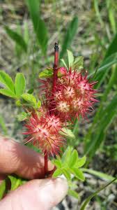 Attēlu rezultāti vaicājumam “Diplolepis bicolor”