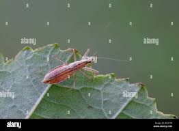 Attēlu rezultāti vaicājumam “Nabis limbatus”