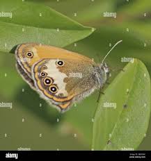 Attēlu rezultāti vaicājumam “Coenonympha arcania underside”