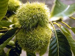 Attēlu rezultāti vaicājumam “Castanea sativa  fruit”