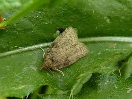 Attēlu rezultāti vaicājumam “Capua vulgana”