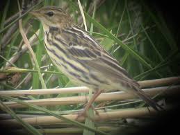 Image result for Anthus gustavi