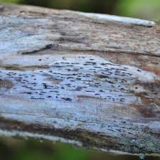 Attēlu rezultāti vaicājumam “Xylographa paralella”