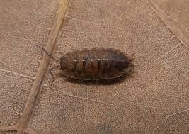 Attēlu rezultāti vaicājumam “Porcellio scaber”