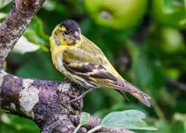 Attēlu rezultāti vaicājumam “Carduelis spinus male”